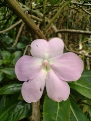 Impatiens sodenii