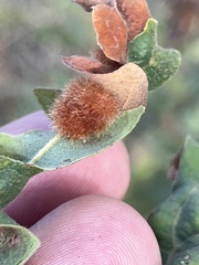Atrusca trimaculosa