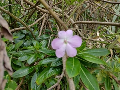 Impatiens sodenii