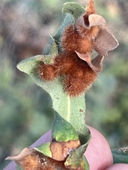 Atrusca trimaculosa