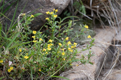 Mecardonia vandellioides