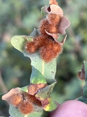 Atrusca trimaculosa