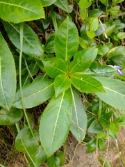Impatiens sodenii