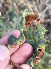 Atrusca trimaculosa