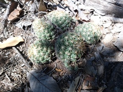 Coryphantha cornifera