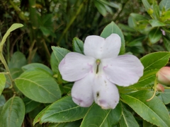 Impatiens sodenii