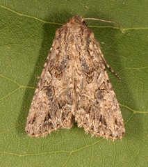 Anarta trifolii