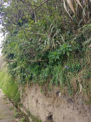 Impatiens sodenii
