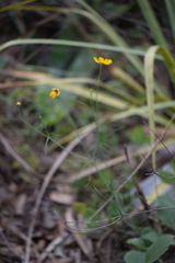 Thelesperma filifolium