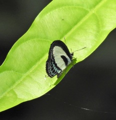 Nacaduba cyanea