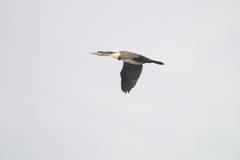 Phalacrocorax carbo