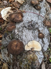 Lentinus brumalis