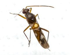 Sericophanes heidemanni