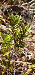 Pimelea gnidia