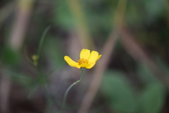 Thelesperma filifolium