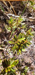 Pimelea gnidia