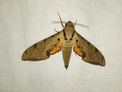 Protambulyx strigilis