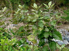 Brachyglottis repanda