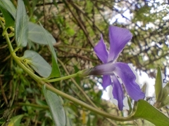 Vinca major