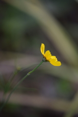 Thelesperma filifolium