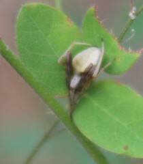 Acacesia hamata