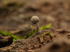 Mycena meliigena