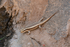 Trachylepis striata