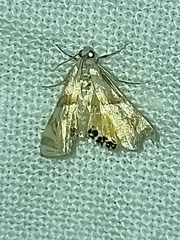 Acentropinae
