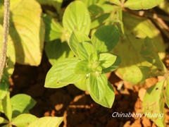 Spermacoce latifolia
