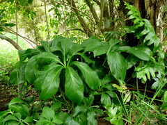 Helleborus orientalis