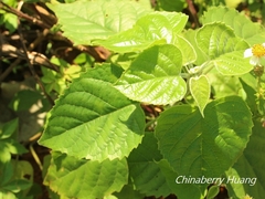 Clerodendrum canescens