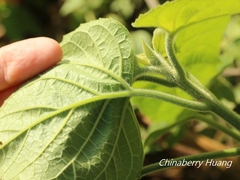 Clerodendrum canescens