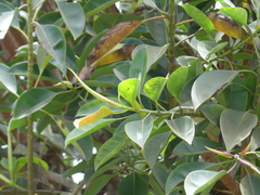 Ficus elastica