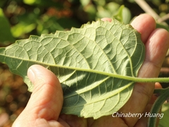 Clerodendrum canescens
