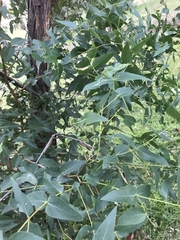 Eucalyptus elata