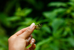 Pteronymia aletta lilla