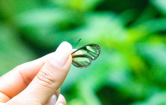 Pteronymia aletta lilla