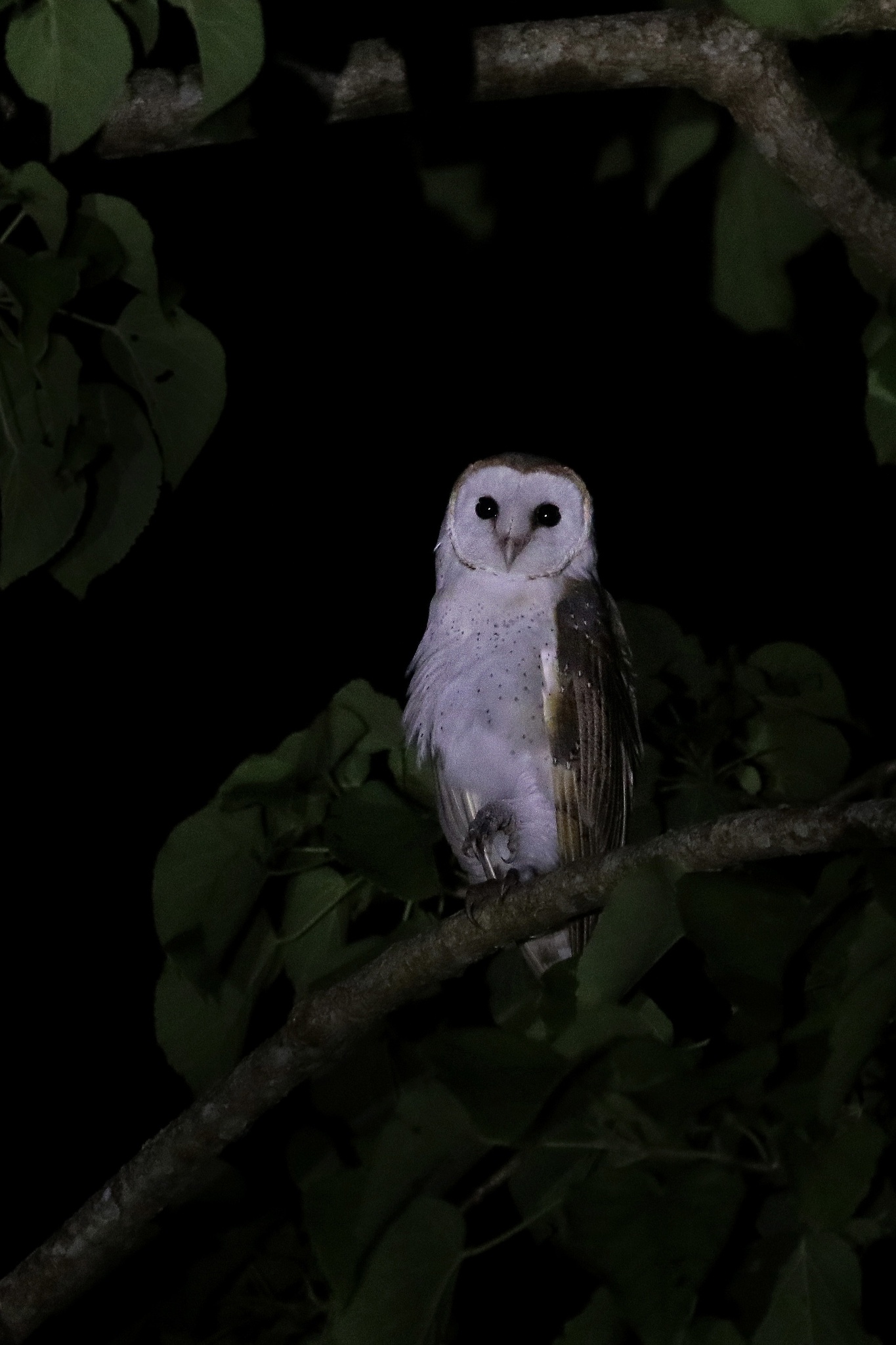 Eastern Barn Owl