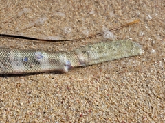 Hydrophis elegans