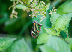 Pteronymia aletta lilla