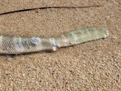 Hydrophis elegans