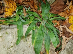 Carex platyphylla