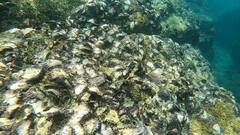 Saccostrea glomerata