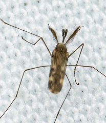 Anopheles punctipennis