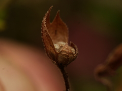 Trichostema nesophilum