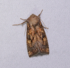 Papaipema impecuniosa