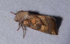 Papaipema impecuniosa