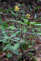 Conchocarpus silvestris