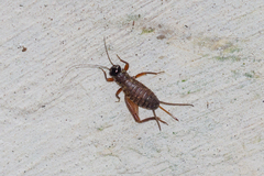 Grylloidea