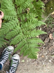 Dryopteris carthusiana